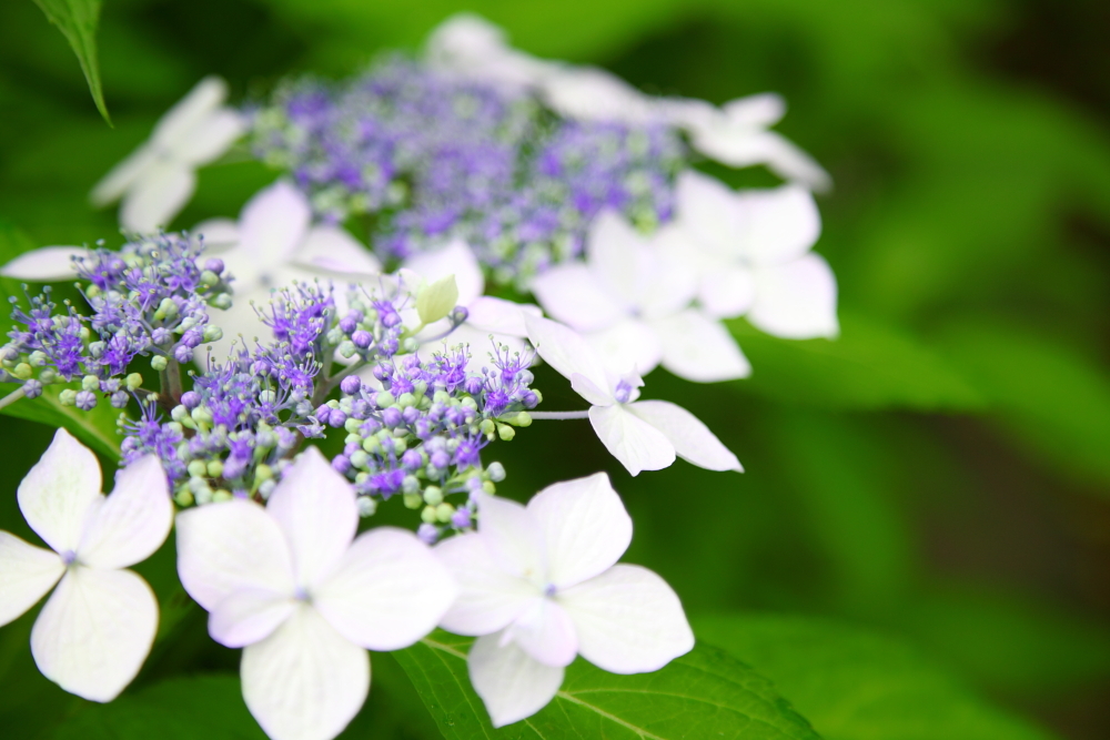 Hydrangea macrophylla