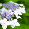 Hydrangea macrophylla