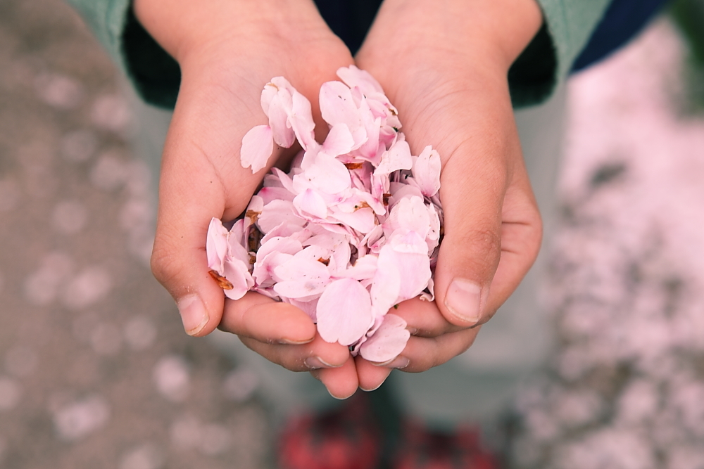 cherry blossoms fall