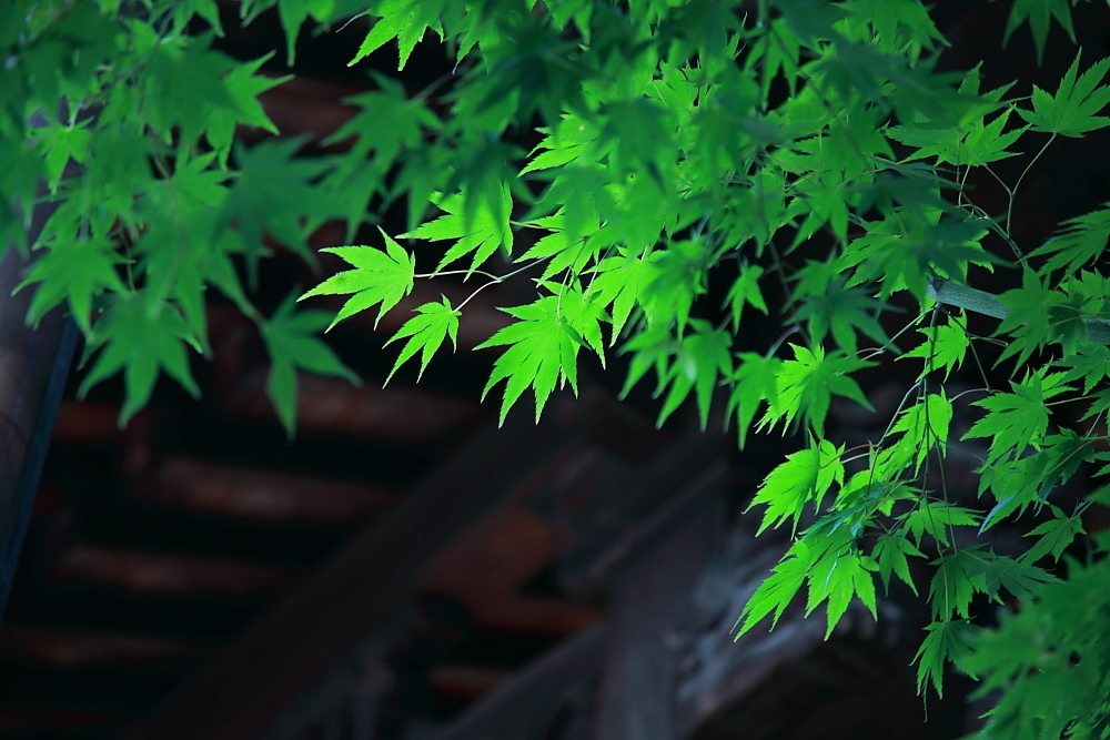 green maple in the temple