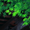 green maple in the temple