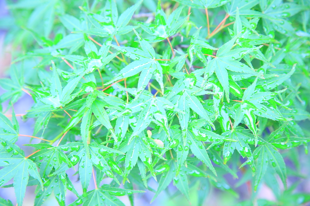 green maple ver. High key 2