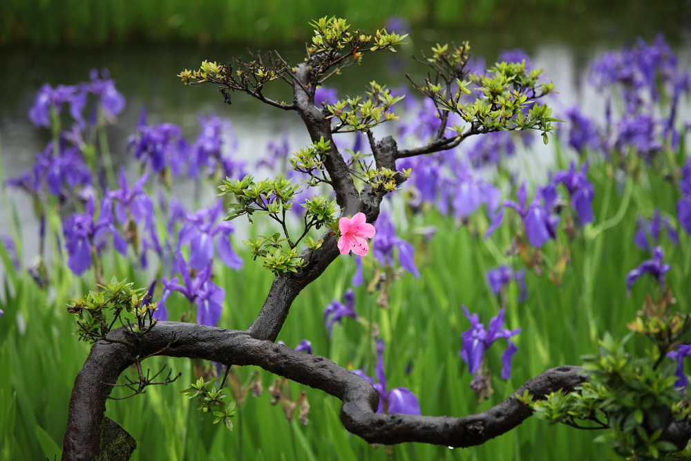 Rhododendron indicum