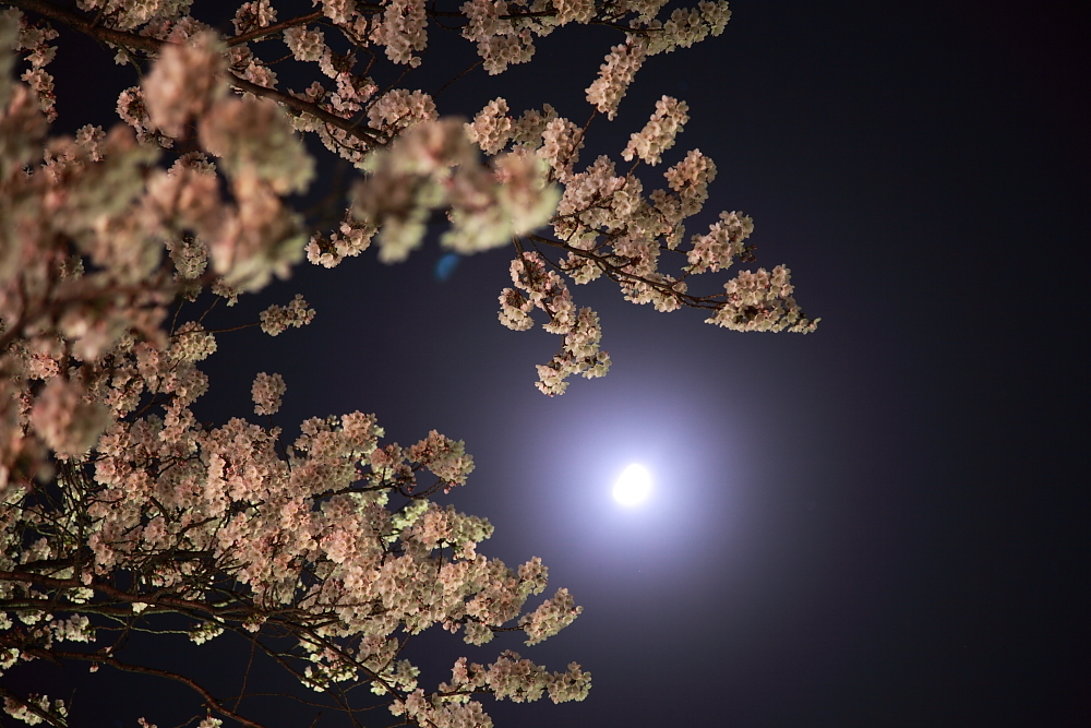 cherry blossoms in the night