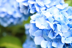 hydrangea ver. High key