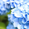 hydrangea ver. High key