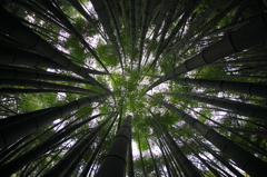 bamboo grove