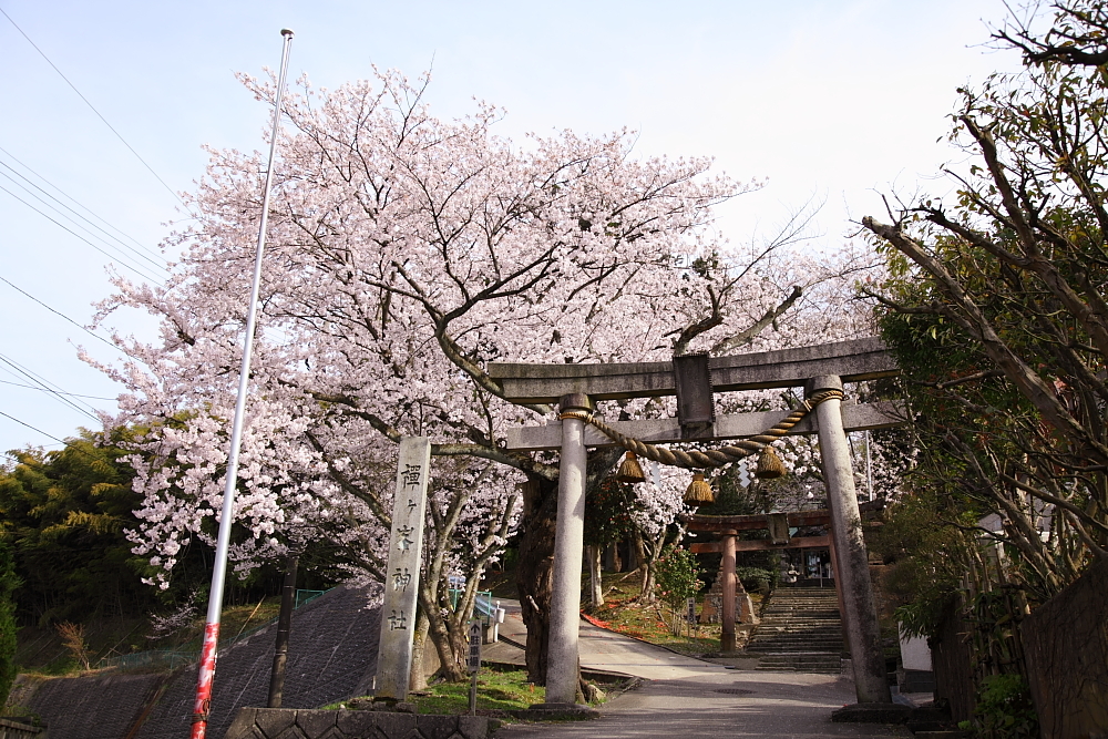 Shinto shrine and SAKURA