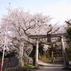 Shinto shrine and SAKURA