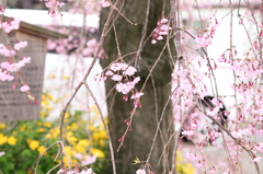 a weeping cherry