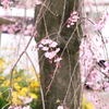 a weeping cherry