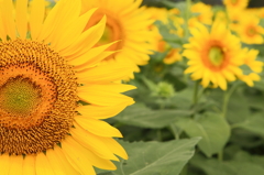 sunflowers