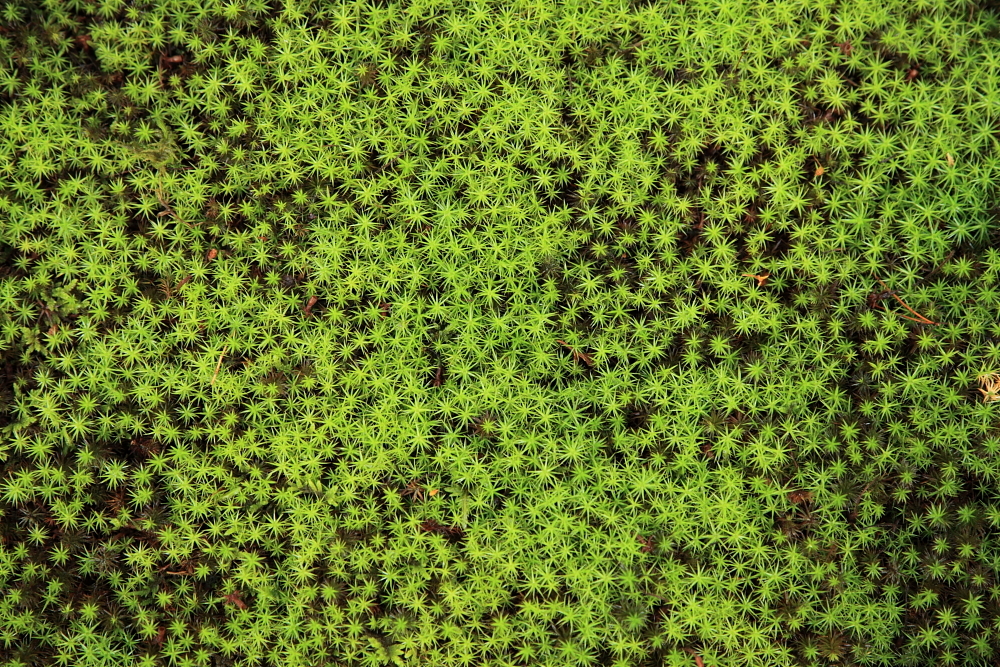 moss