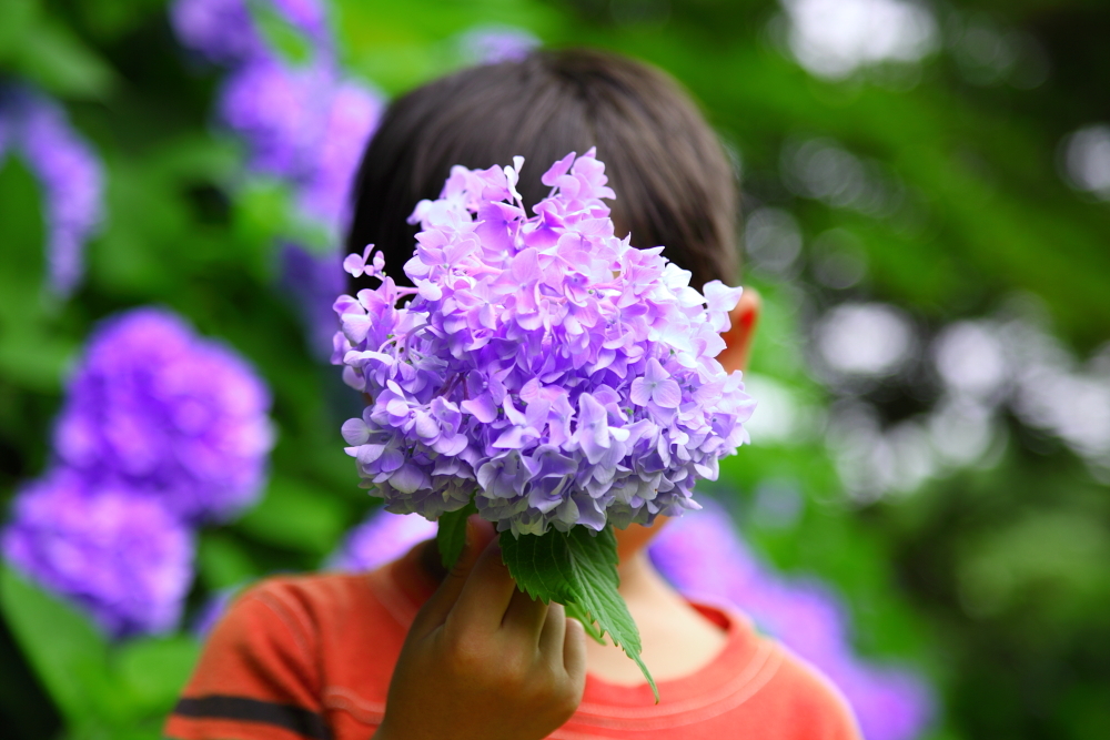 face to hydrangea