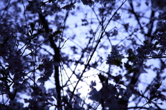 cherry tree in leaf 