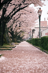 cherry blossoms carpet