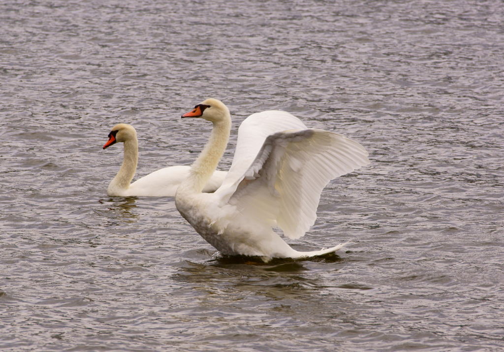 白鳥の湖？