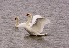 白鳥の湖？