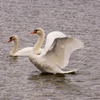 白鳥の湖？