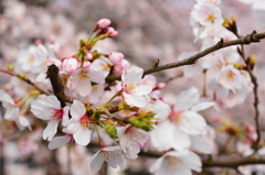 いつ見ても桜は綺麗です。