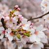 いつ見ても桜は綺麗です。