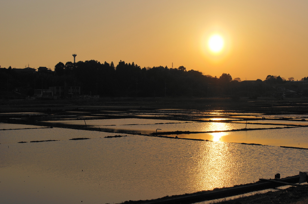蓮田の夕映え