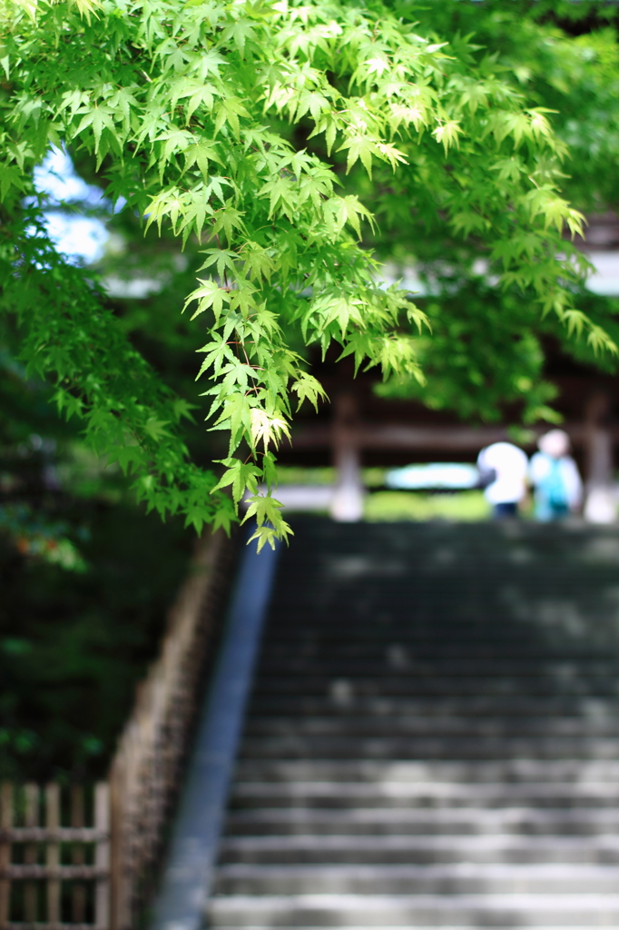 新緑の階段
