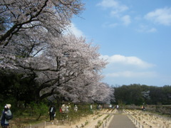青い空と桜の公園