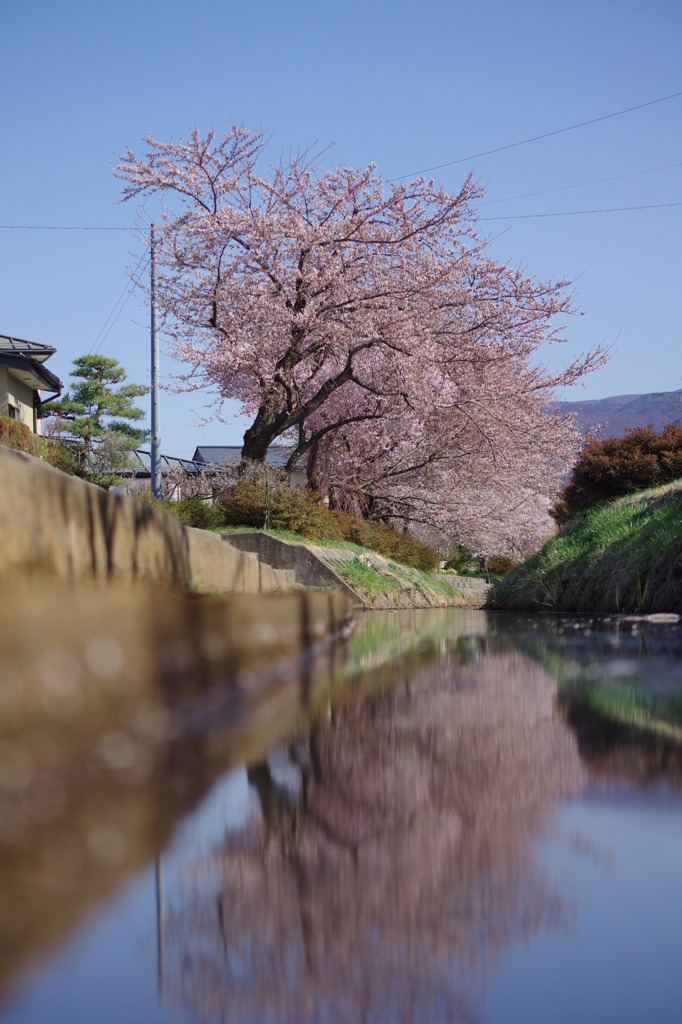 桜と川と空