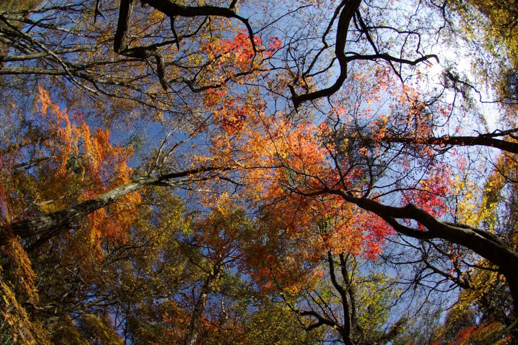 紅葉空