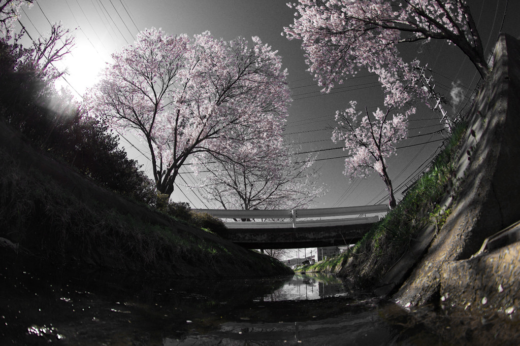 桜