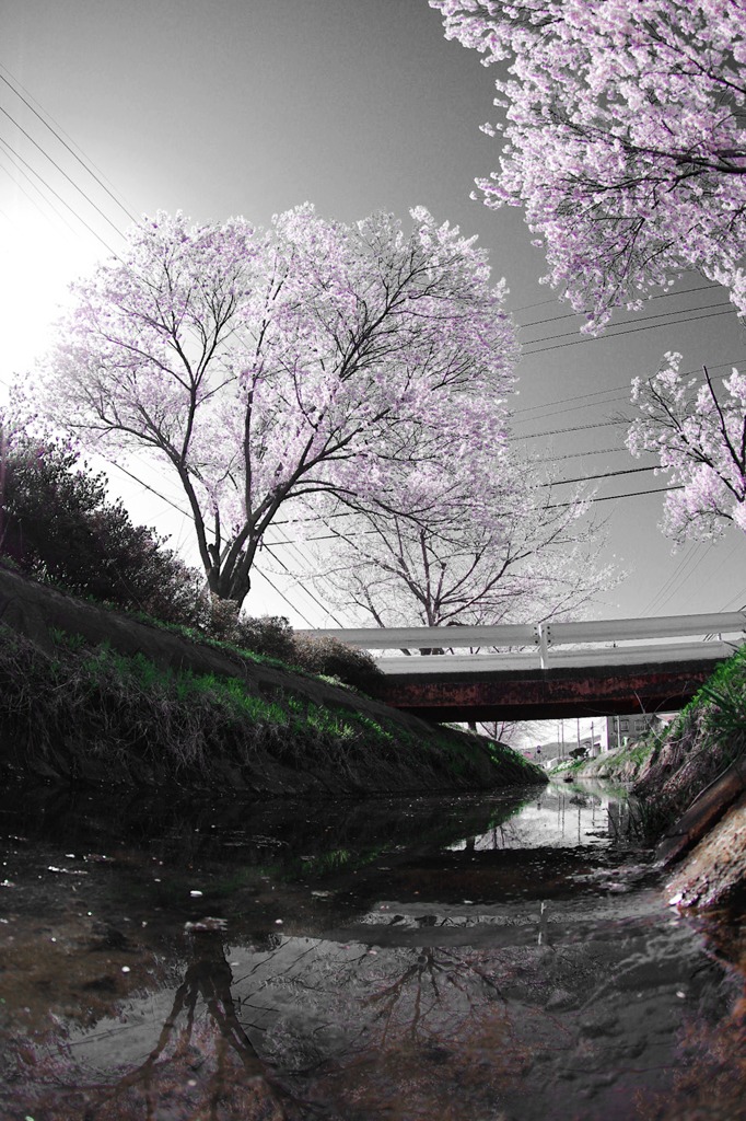 桜