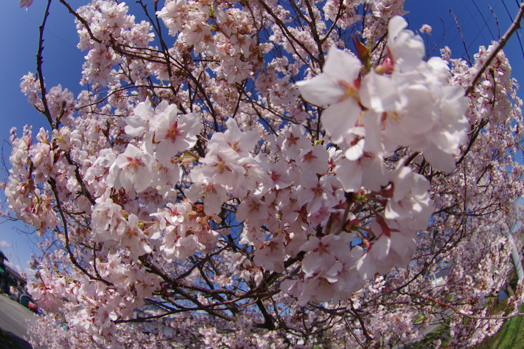 桜