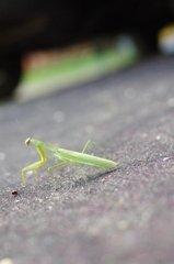 カマキリ