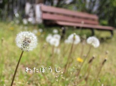 わたぼうし