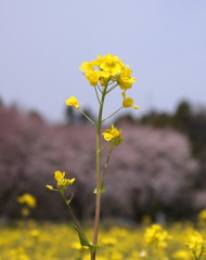 2012　菜の花