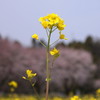 2012　菜の花