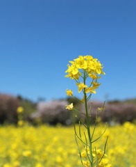 菜の花