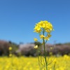 菜の花