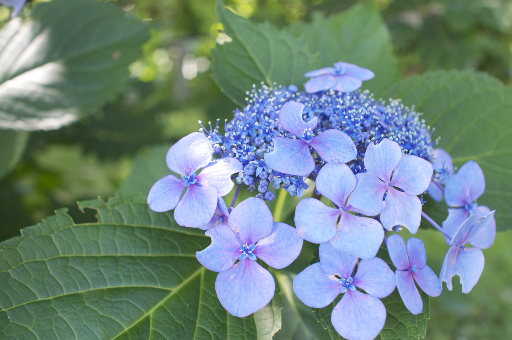 ８月の紫陽花