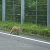 Fox！