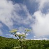 伊吹山散策
