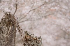 四季桜