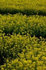 谷間の菜の花