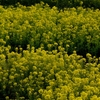 谷間の菜の花