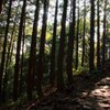 熊野古道残照