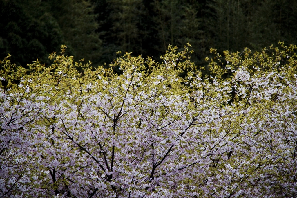 桜