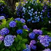 紫陽花