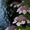 水辺の花