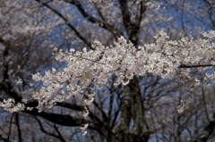 宮川堤の桜